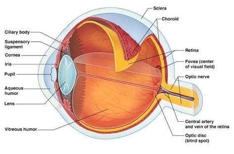 Cross-section scheme of the human eye