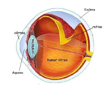Human eye